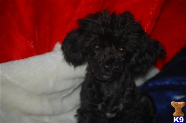 Puppies in Leander